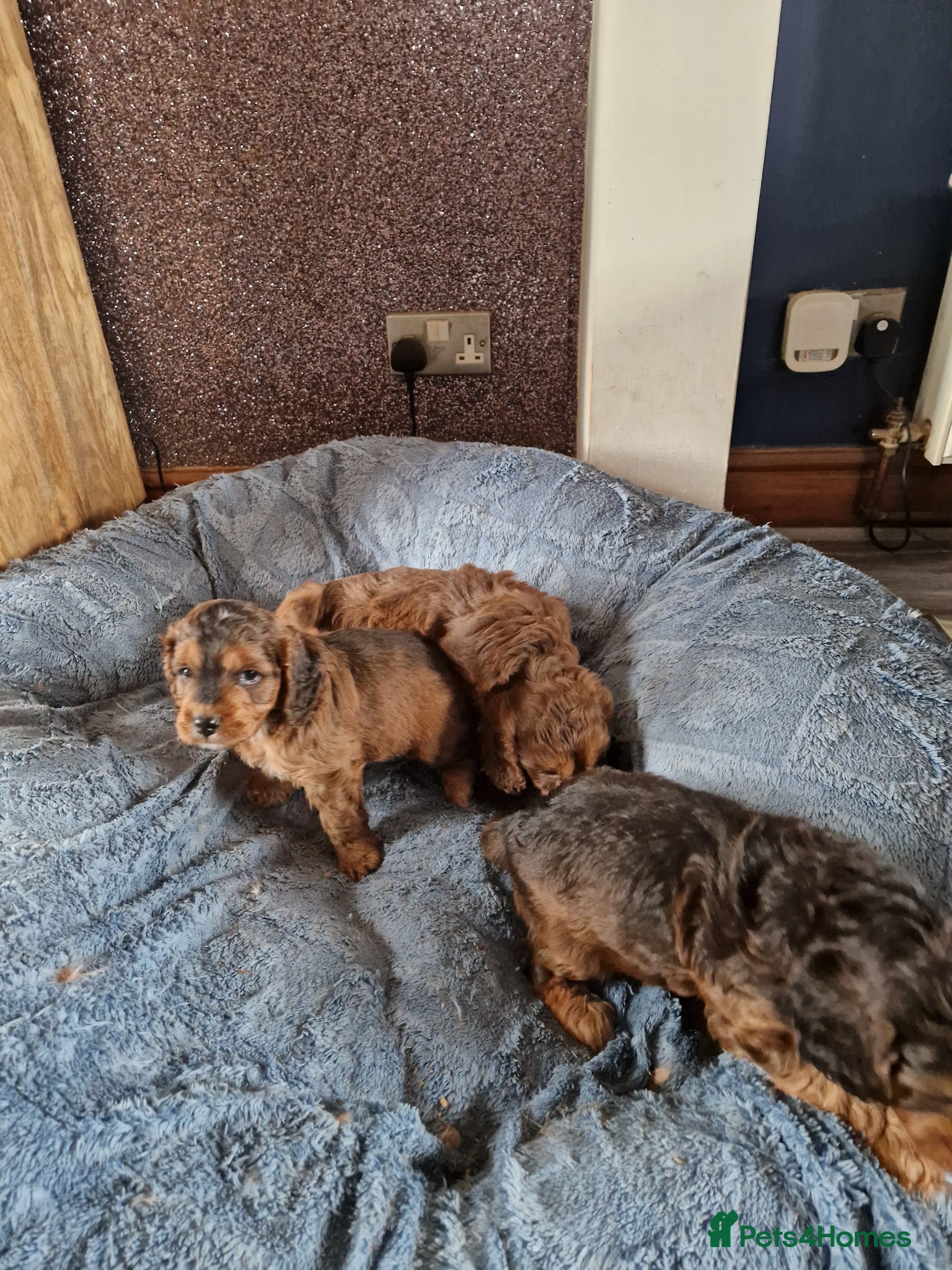 Cockapoo dogs for sale: RED AND SABLE F1 COCKAPOOS FOR SALE - Advert 9