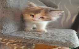 Ragcoon cats for sale: Stunning, and chunky ragcoons  - Image 19