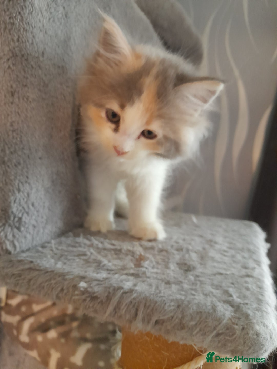 Ragcoon cats for sale: Stunning, and chunky ragcoons  - Image 19