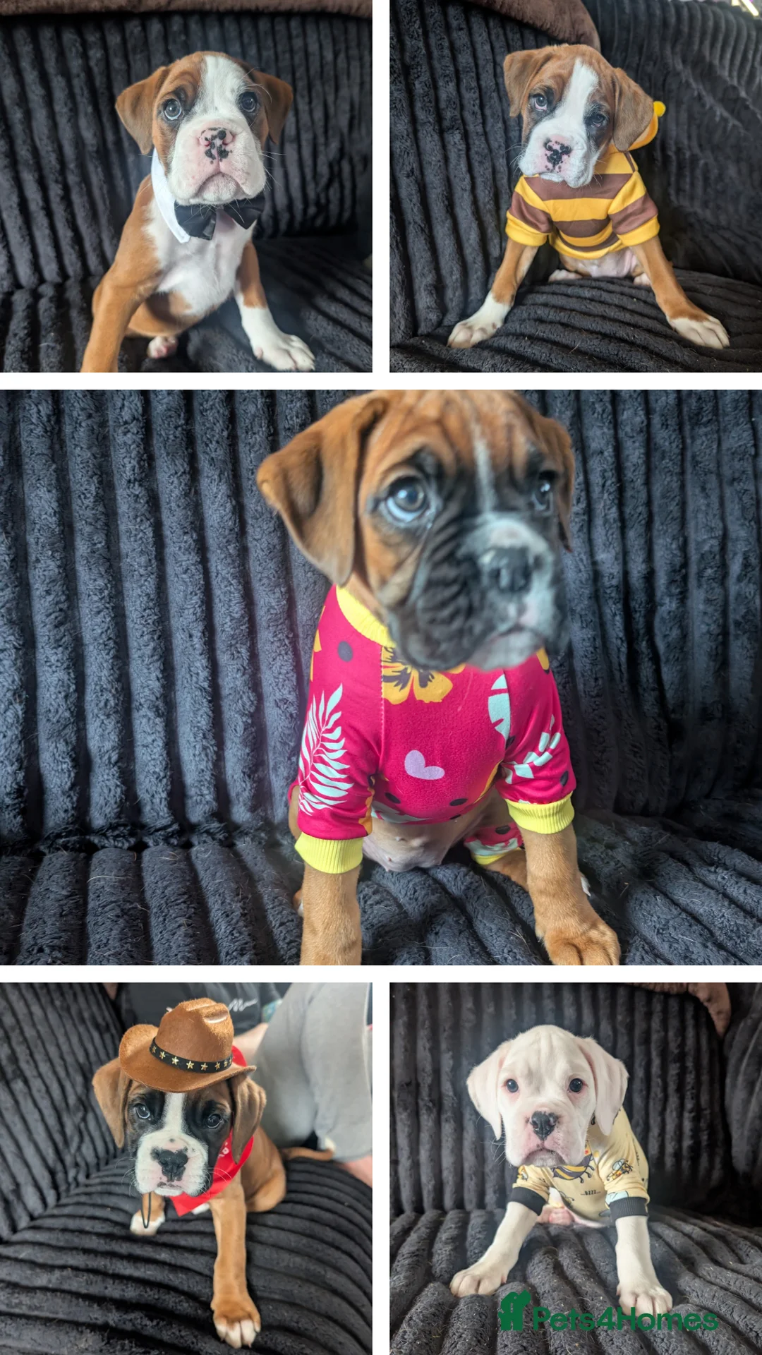 Boxer dogs for sale: Stunning boxer puppies  - Advert 1