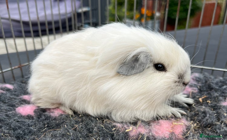 Guinea Pig rodents - Advert 1