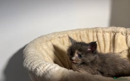 Maine Coon cats for sale: Main coon kittens  - Image 6