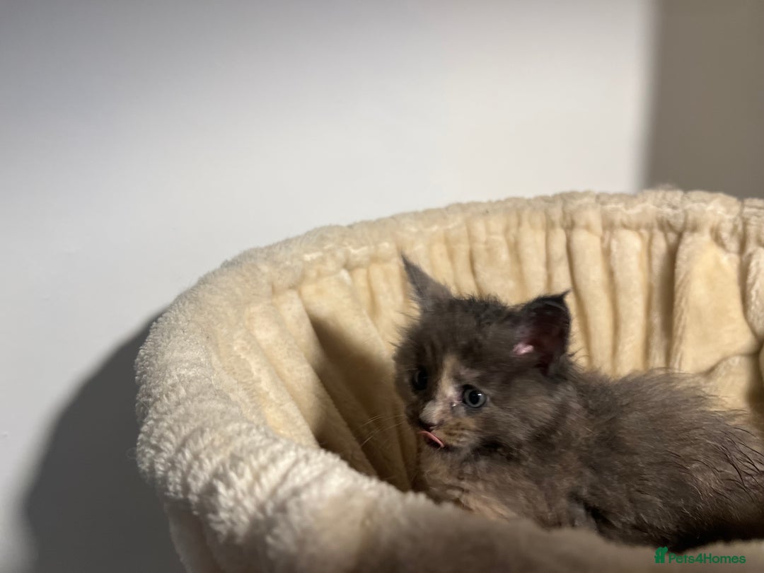 Maine Coon cats for sale: Main coon kittens  - Image 6