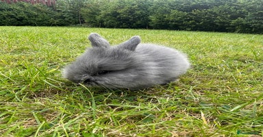 Lionhead rabbits - Advert 10