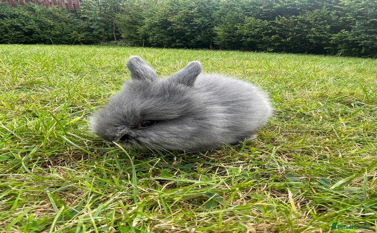 Lionhead rabbits - Advert 2
