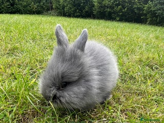 Lionhead rabbits - Advert 19