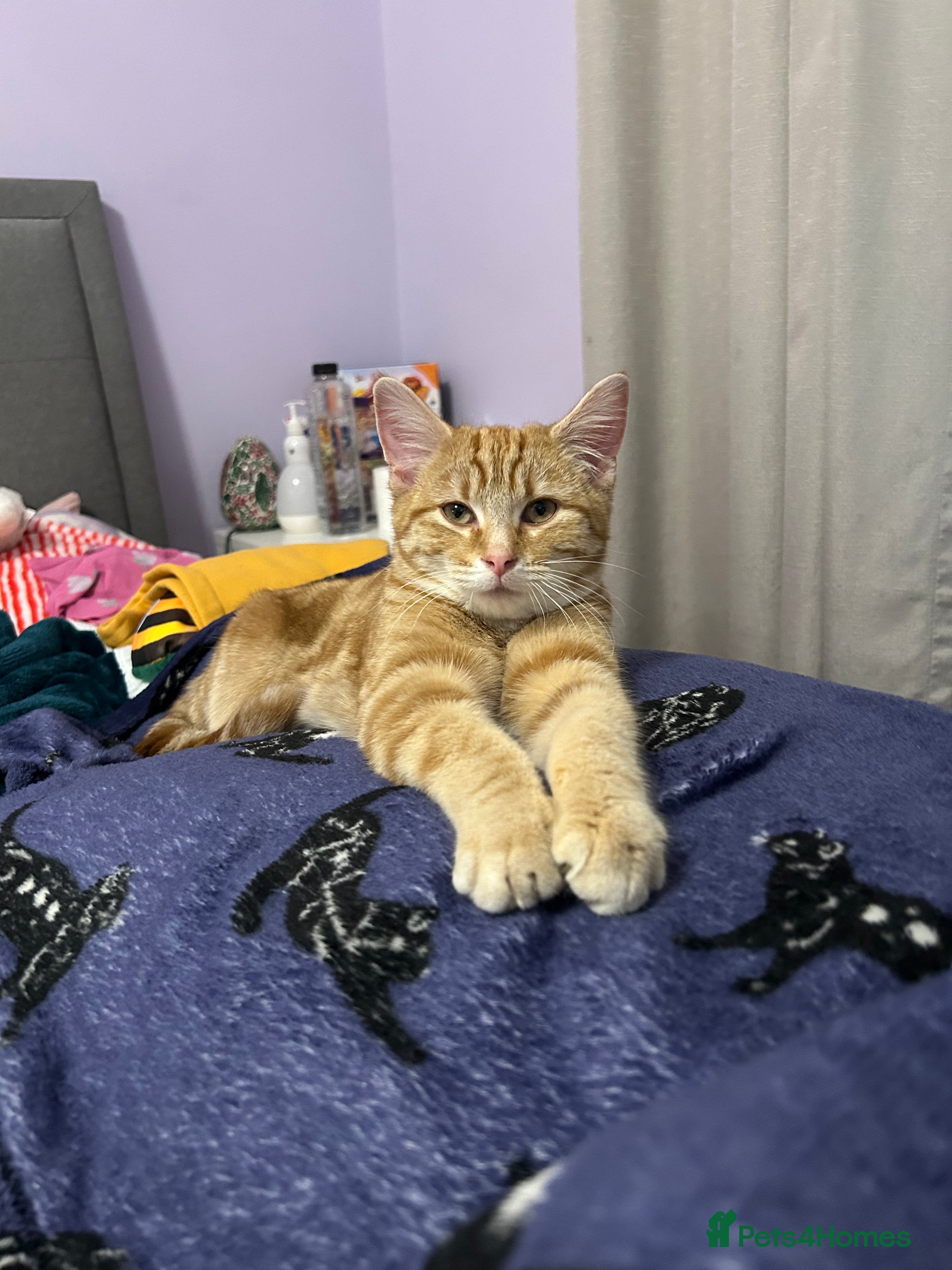 Domestic Shorthair cats Amazing ginger boy - Advert 17