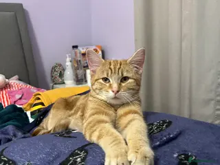 Domestic Shorthair cats Amazing ginger boy - Advert 17