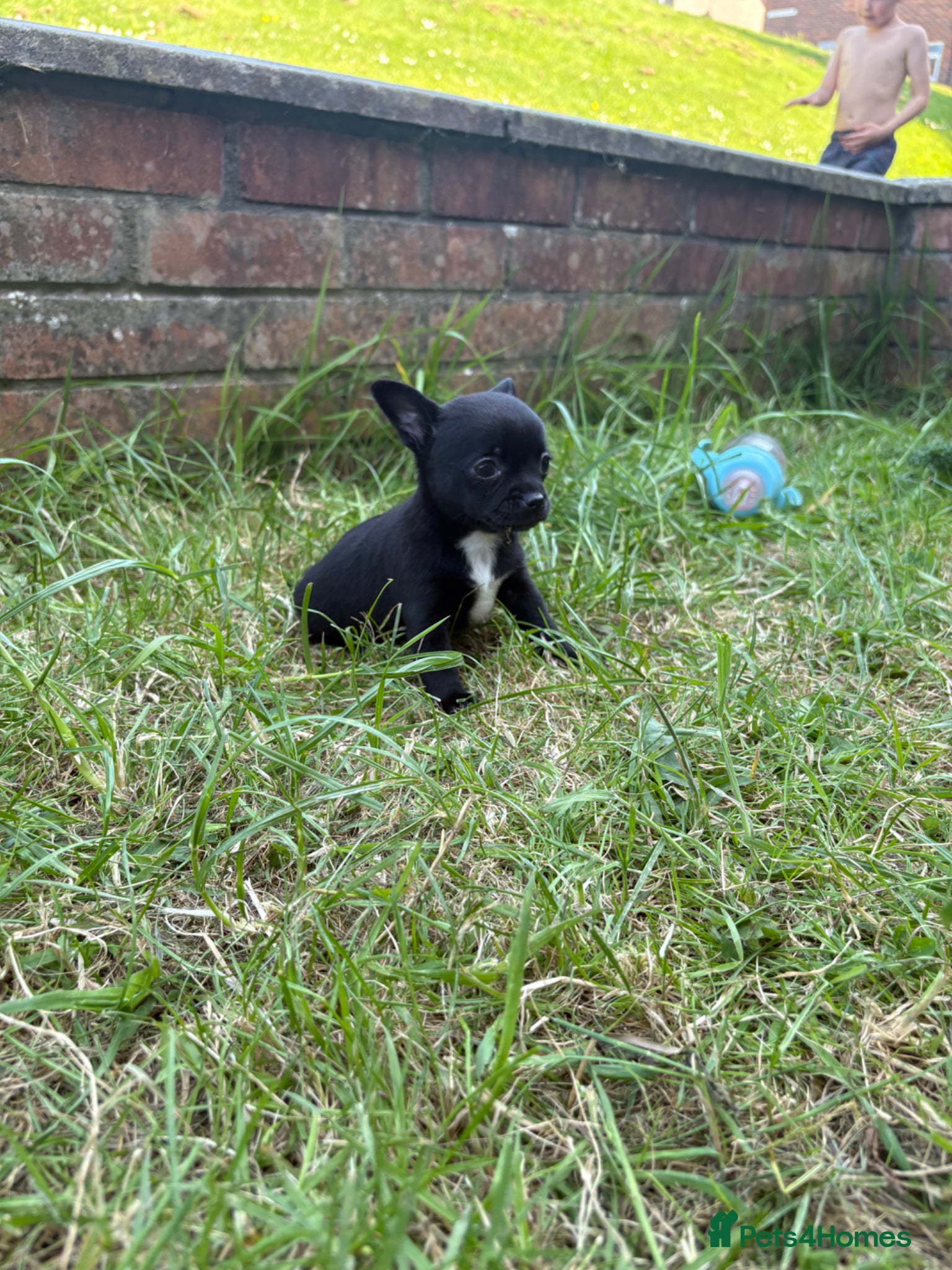 Chihuahua dogs REDUCED! Ready this week— offers on last.  - Advert 17
