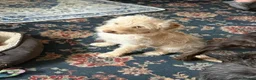 Labradoodle dogs for sale: FI LABRADOODLES MUST GO NOW - Advert 8