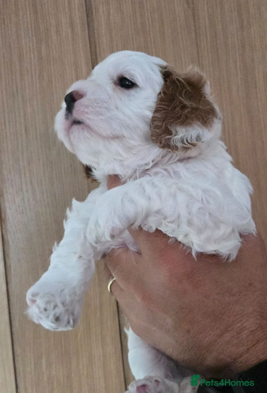 Cavapoo dogs for sale: 1 remaining Cavapoo - Advert 2