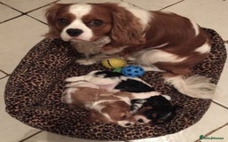 Cavalier King Charles Spaniel dogs for stud: Extensively Health Tested Cavalier King Charles Sp in Mansfield - Image 6