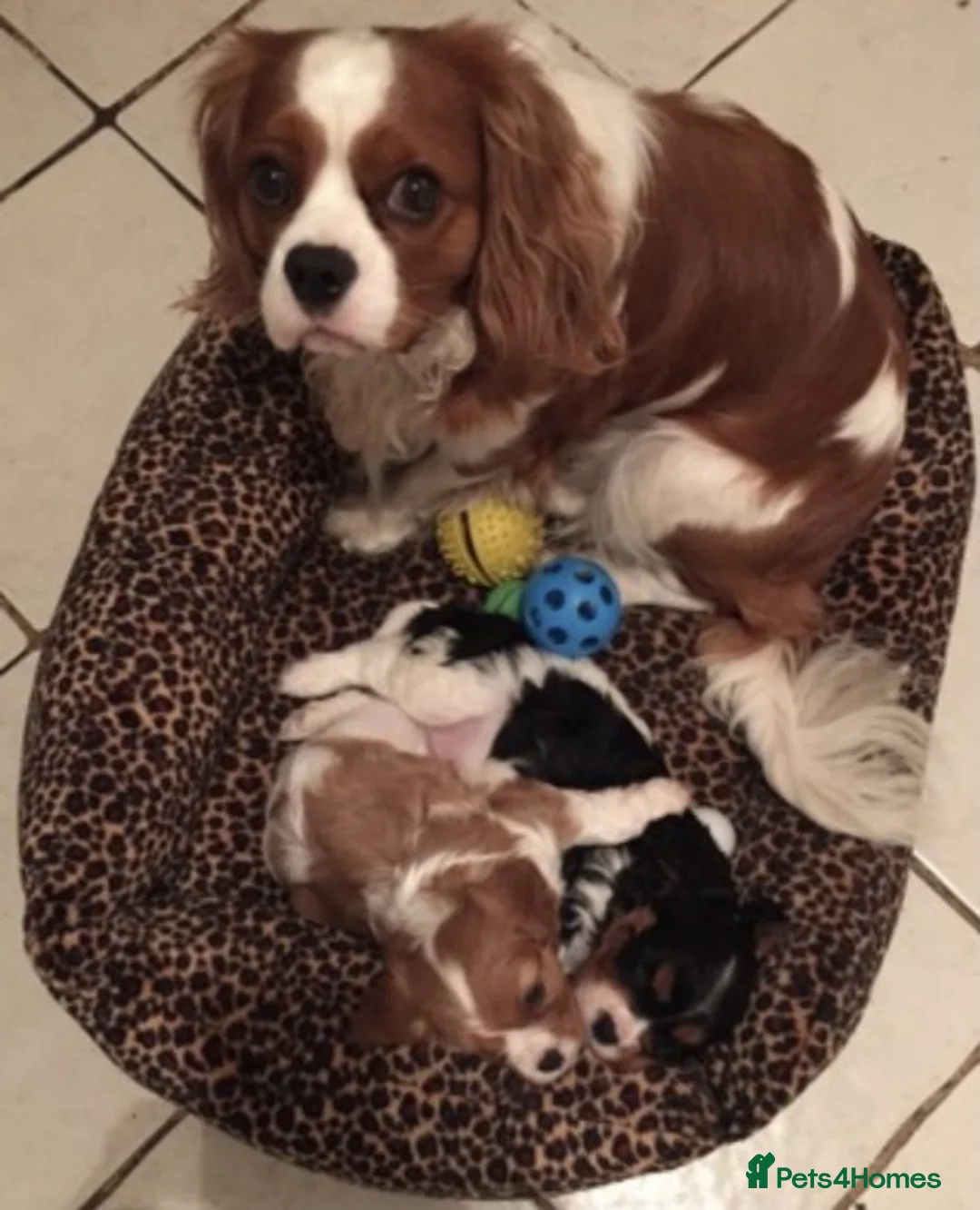 Cavalier King Charles Spaniel dogs for stud: Extensively Health Tested Cavalier King Charles Sp in Mansfield - Advert 6