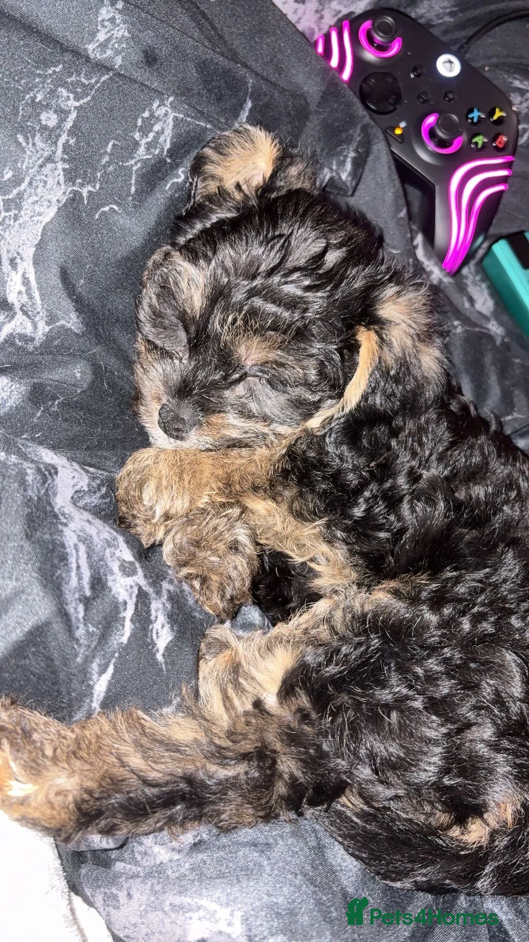 Mixed Breed dogs for sale: Puppy ready to go  - Advert 2