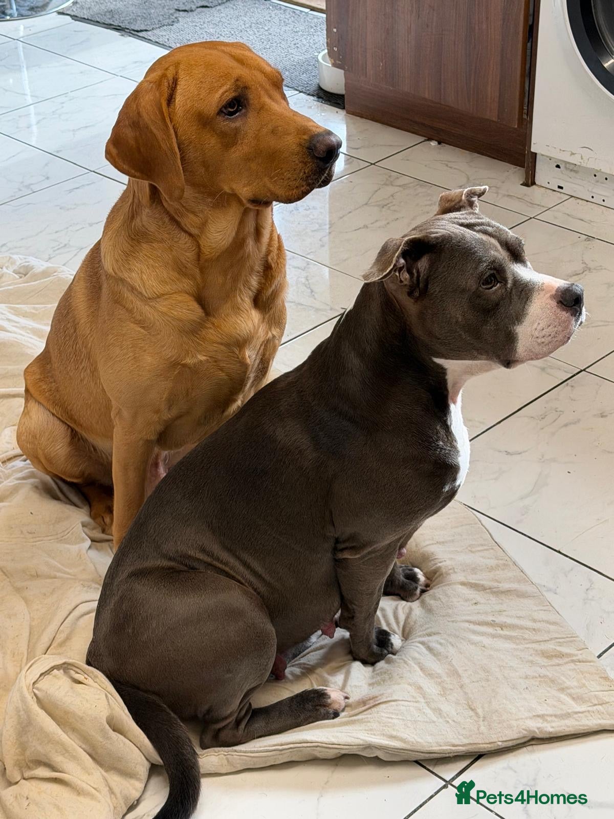 Mixed Breed dogs Staffordshire bullterrier cross Labrador puppies - Advert 2