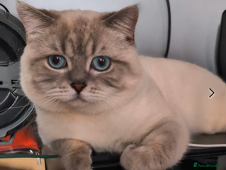 British Shorthair cats in London - Advert 13