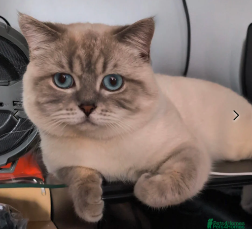 British Shorthair cats in London - Advert 1
