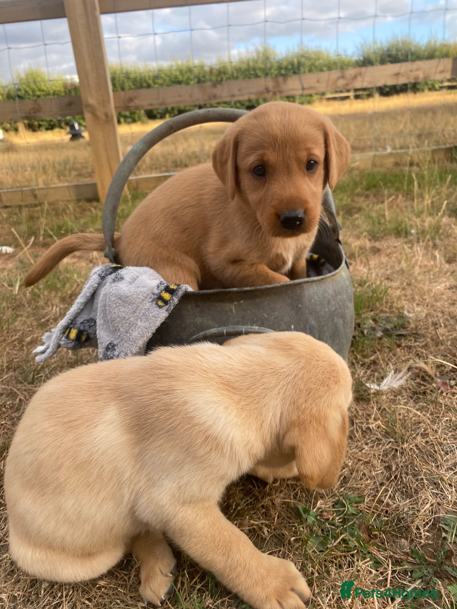Labrador Retriever dogs Stunning Labrador Puppies  - Advert 1
