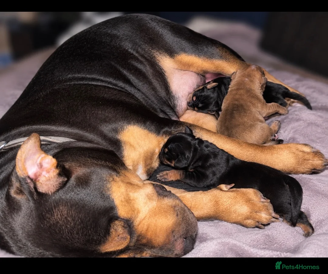 Mixed Breed dogs for sale: Rottweiler Mastiff x Jack Russell Cavalier Puppies - Advert 1