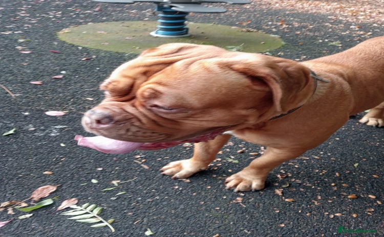 Dogue De Bordeaux dogs - Advert 1