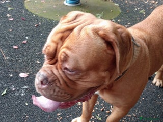 Dogue De Bordeaux dogs - Advert 12