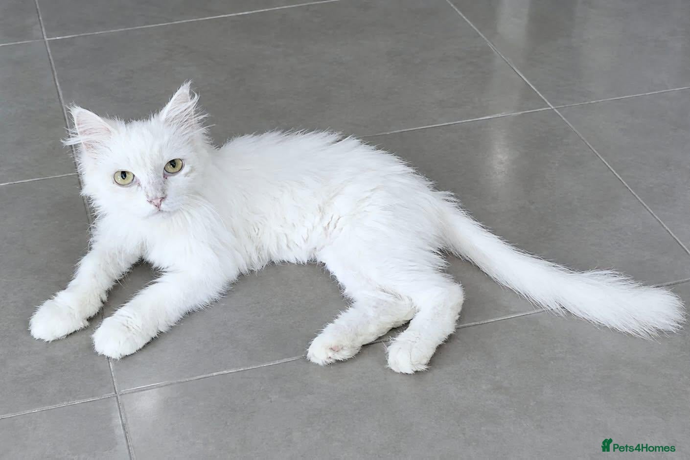 Mixed Breed cats Sylvia seeks a loving home - Advert 2
