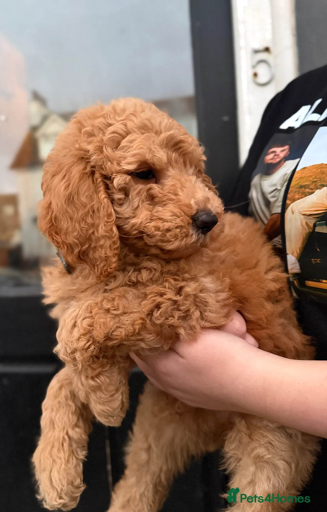 Goldendoodle dogs for sale: Female Goldendoodle Ready Now - Advert 5