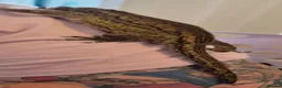 Gecko reptiles for sale: Gargoyle gecko  - Advert 3