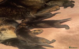 German Shepherd dogs for sale: Quality Kc Reg German shepherds - Image 13