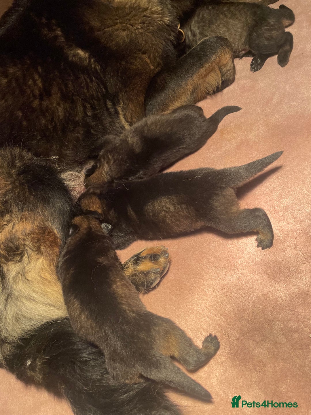 German Shepherd dogs for sale: Quality Kc Reg German shepherds - Image 13