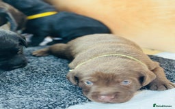 Labrador Retriever dogs for sale: EXCELLENT &UNIQUE LAB PUPPIES AV 12 NOV £1450 - Image 9