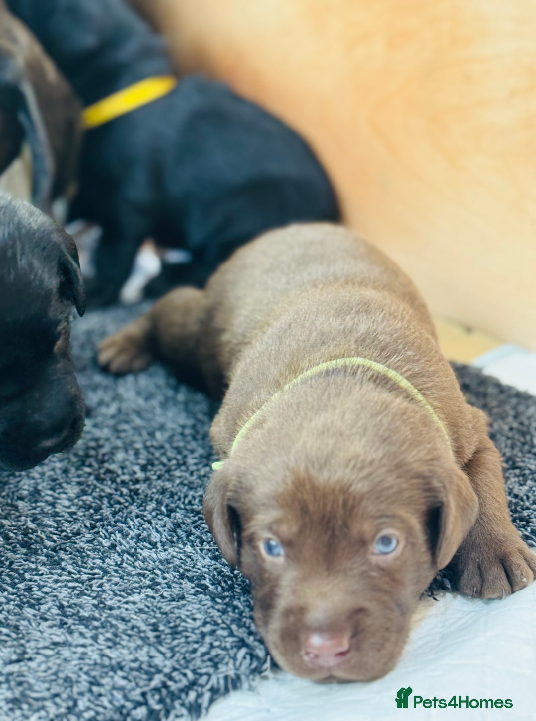 Labrador Retriever dogs for sale: EXCELLENT &UNIQUE LAB PUPPIES AV 12 NOV £1450 - Image 9