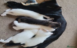 Mixed Breed cats for sale: Adorable White/Tabby Kittens Looking for Homes! 🐾 - Image 8