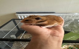 Hamster rodents for sale: Syrian Hamster with Full Setup  - Image 3
