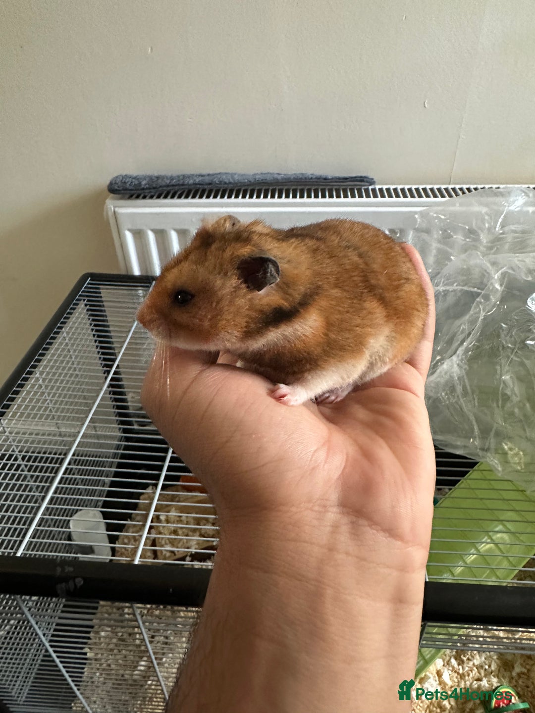 Hamster rodents for sale: Syrian Hamster with Full Setup  - Image 3