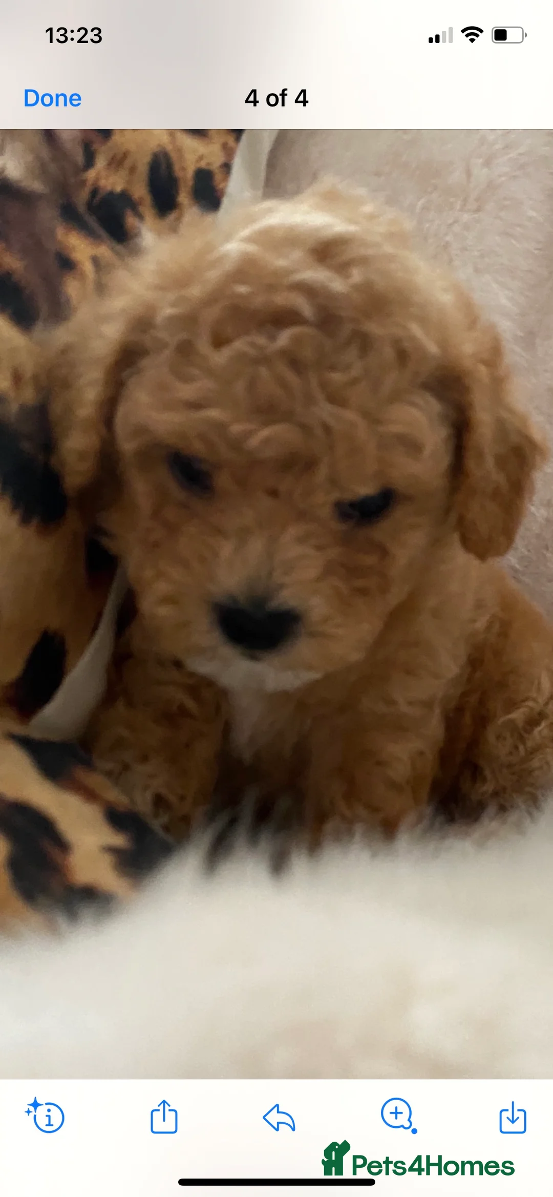 Toy Poodle dogs for stud: EXTENSIVELY HEALTH TESTED TOY POODLE STUD TYSON🌹 in Sheerness - Advert 5