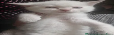 Ragdoll 2