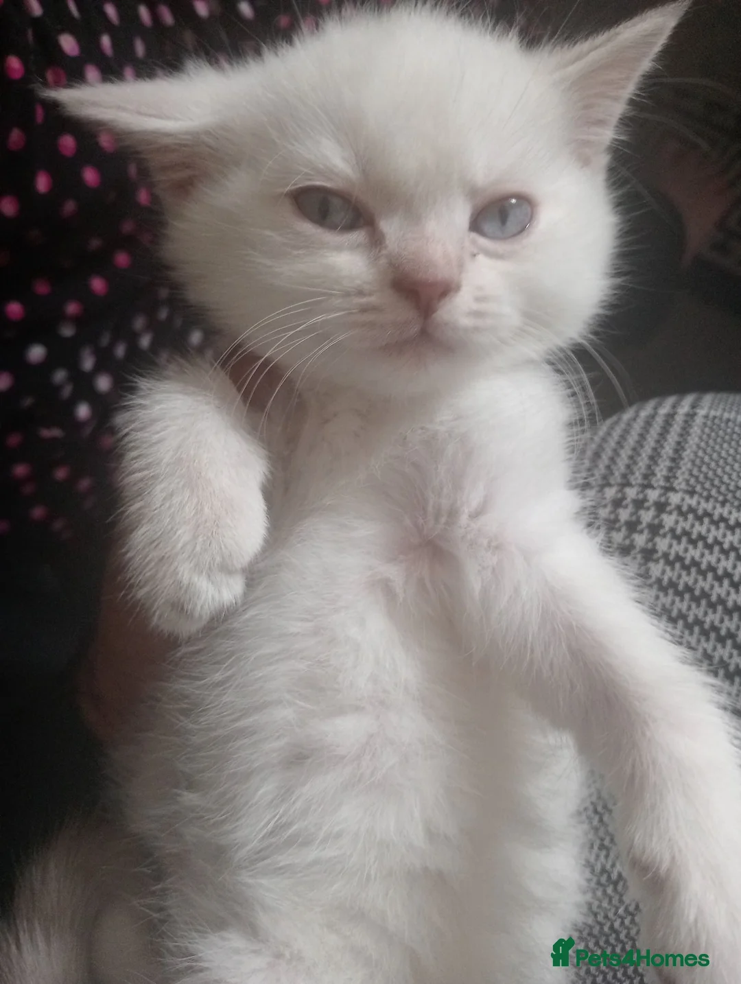 Ragdoll cats for sale: Kittens ready to go - Advert 10
