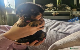 Rottweiler dogs for sale: 12 beautiful puppies  - Image 12