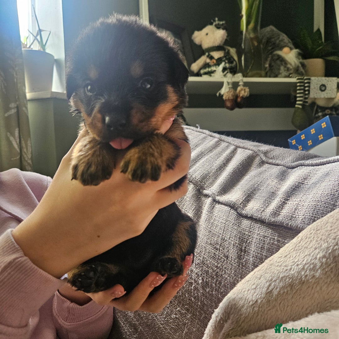 Rottweiler dogs for sale: 12 beautiful puppies  - Image 12