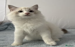 Ragdoll cats for sale: Playful Pedigree Ragdoll Kittens Available - Image 35