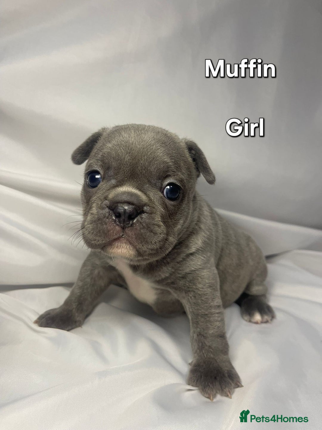 French Bulldog dogs for sale: Gorgeous litter of French Bulldog Pups  - Advert 16