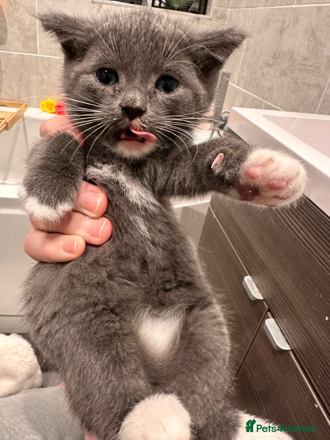 Mixed Breed cats for sale: Playful boys - Advert 4