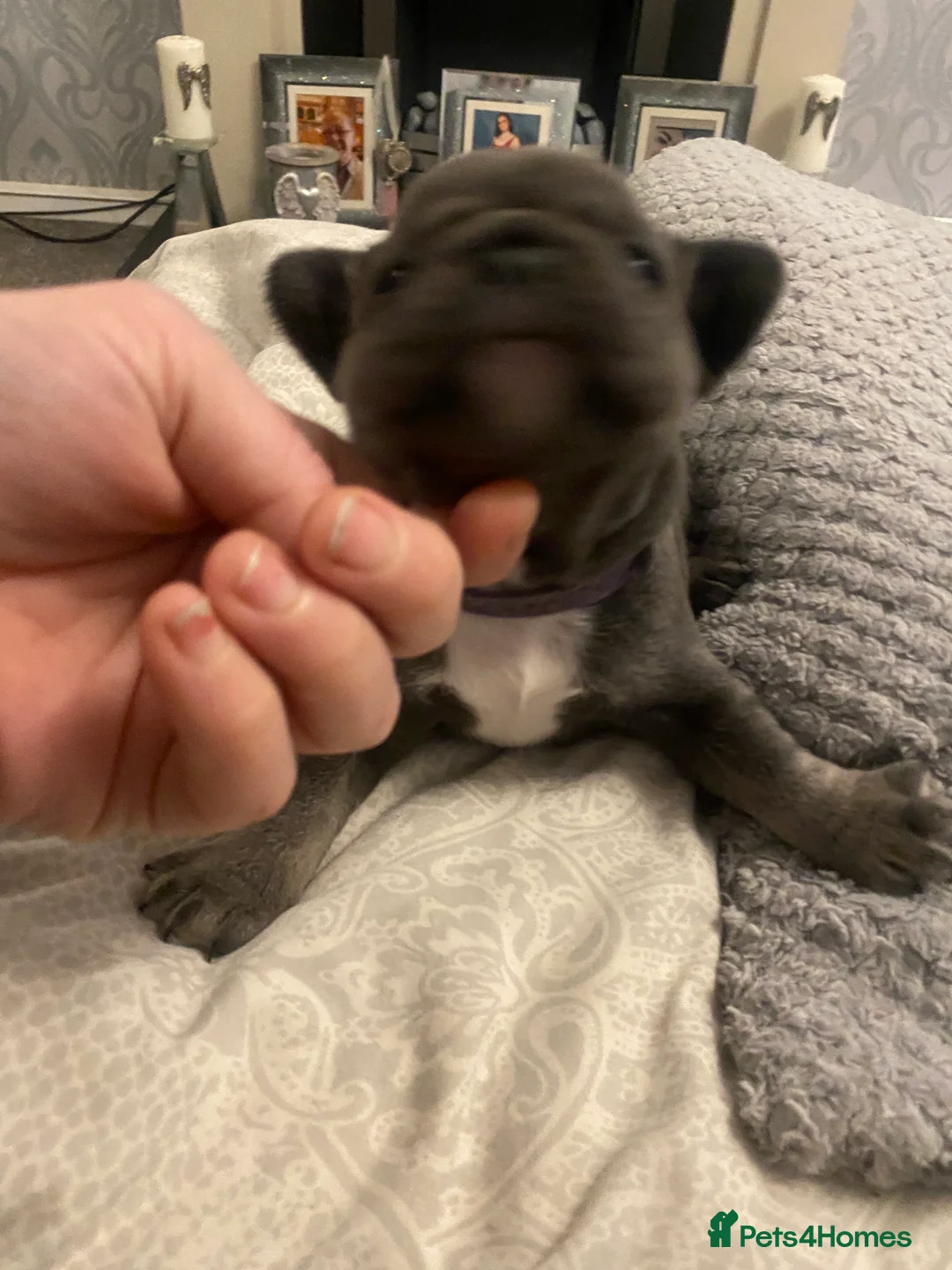 French Bulldog dogs for sale: Stunning chunky French bulldog pups  - Advert 16