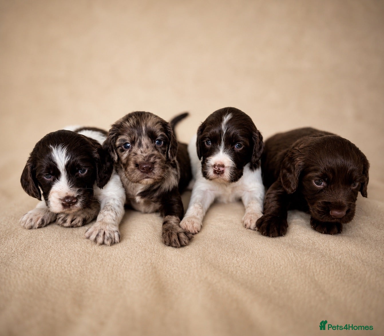 Cocker Spaniel dogs Chocolate Merle spaniels  - Advert 1