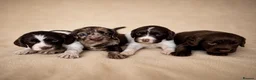 Cocker Spaniel dogs for sale: Chocolate Merle spaniels  - Advert 1