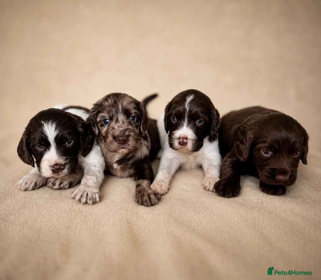 Cocker Spaniel dogs for sale: Chocolate Merle spaniels  - Advert 1
