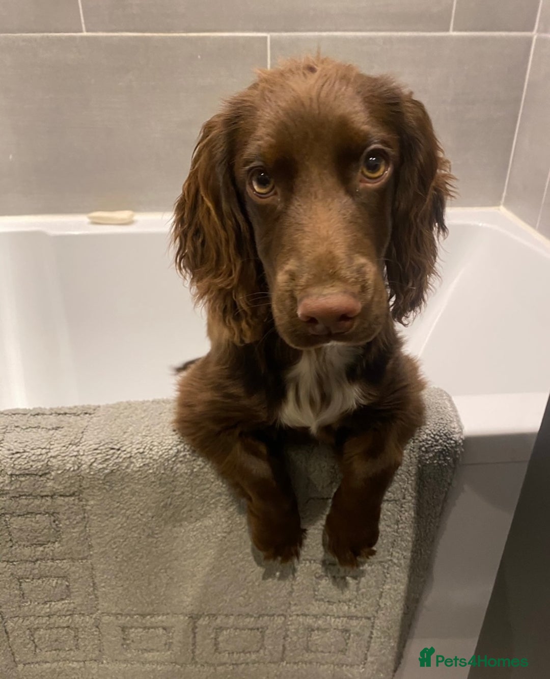 Cocker Spaniel dogs for sale: Lilah female spade cocker spaniel seeking rehoming - Advert 6