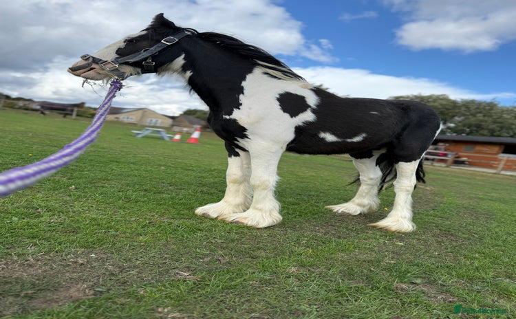 Irish Cob horses - Advert 8