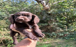 Cocker Spaniel dogs for sale: Chocolate brown cocker spaniel puppies  - Image 2